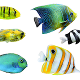 Tropical Fish Wallpapers icon