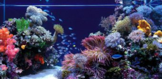 Walpaper HD Aquariumku