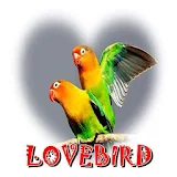 Lovebird Master Mp3 icon