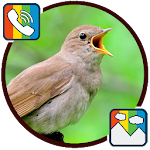 Cover Image of डाउनलोड Nightingale - RINGTONES and WALLPAPERS 1.0 APK