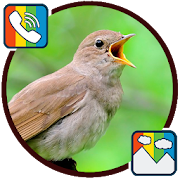 Nightingale - RINGTONES and WALLPAPERS