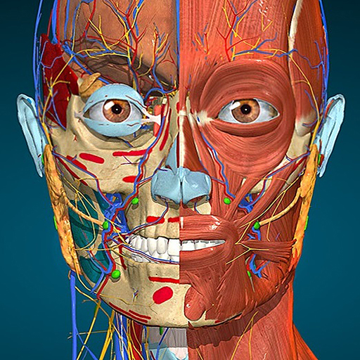 Anatomy Learning - 3D Anatomy - Apps On Google Play