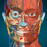Cover Image of Baixar Aprendizagem de Anatomia - Anatomia 3D  APK