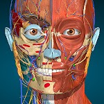 Anatomy Learning - 3D Anatomy 2.1.419 (Mod) (Arm64-v8a)