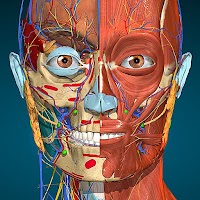Anatomy Learning - 3D解剖学