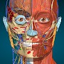 3D-Anatomie - Anatomy Learning