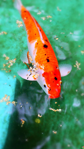 Android application carp fish wallpaper screenshort