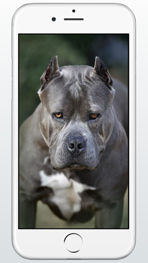 Pitbull Dog Puppies Wallpaper Screenshot 4 - AppWisp.com