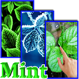 Mint Live Wallpaper icon