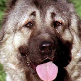 Caucasian Shepherd Dog icon
