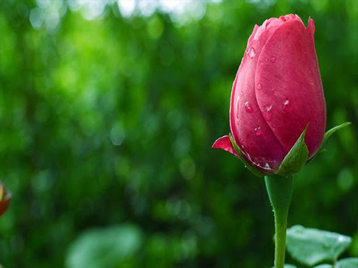 Pictures of Flowers App Screenshot
