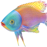 Fish 3D icon