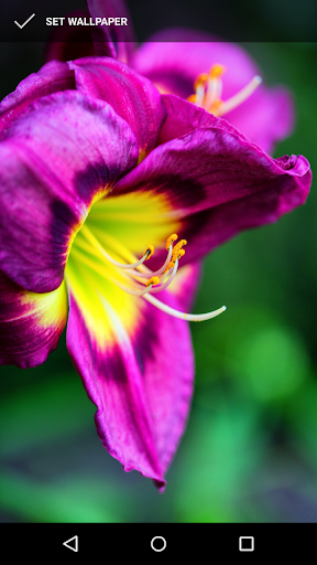 Lily Wallpapers Screen 2