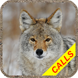Coyote hunting calls Pro: coyote, fox, wolf sounds icon