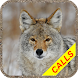 捕食者狩猟はProを呼びます：コヨーテ、キツネ、オオカミの音 - Androidアプリ
