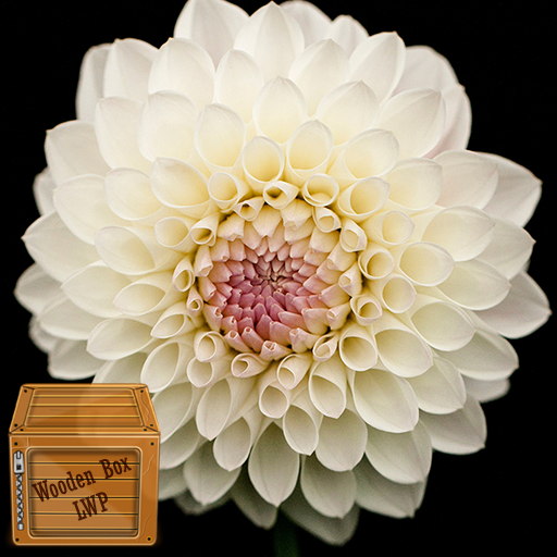 dahlia flower wallpaper logo