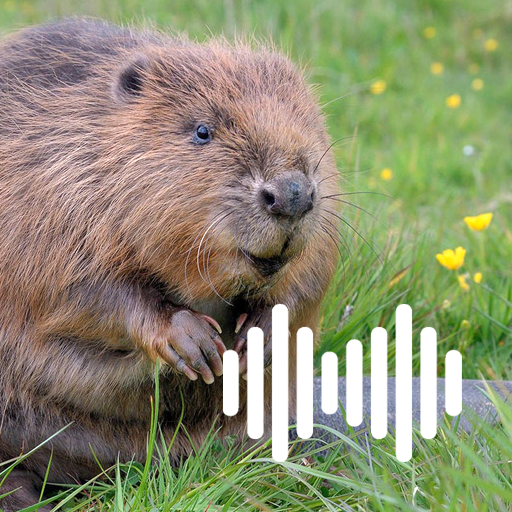 Beaver Hunting Calls logo