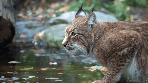 Bobcat Sounds Screen 3