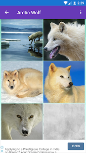 Arctic Wolf, Wolf Wallpapers 1.0.7 APK screenshots 1
