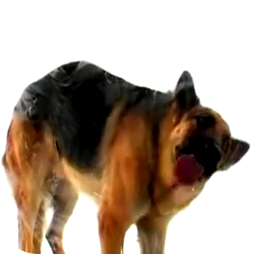 Dog Licks Screen Wallpaper  Icon