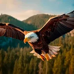Eagle Wallpapers