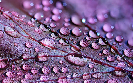 Android application Incredible nature jigsaw puzzl screenshort
