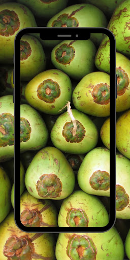 Pohon Kelapa Wallpaper