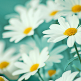 Flower Wallpapers HD icon
