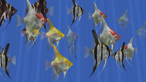 Angel Fish Aquarium TV Live Screen 3