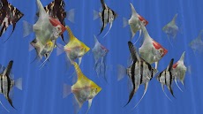 Angel Fish Aquarium TV Liveのおすすめ画像3