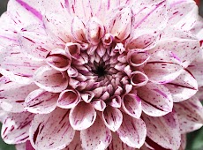 Dahlia Flower Wallpapersのおすすめ画像3