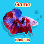 Cover Image of 下载 Betta Fish Seller 1.0.0.0 APK