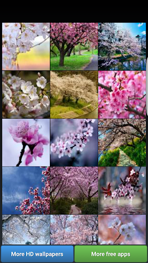 Sakura Cherry Blossoms HD Wall Screenshot 1 - AppWisp.com