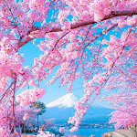Cover Image of ดาวน์โหลด Wallpaper Bunga Sakura 1.0 APK