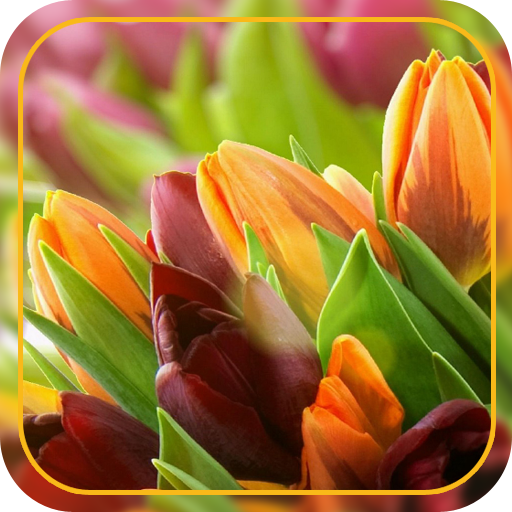 Tulips Flowers Wallpapers HD logo