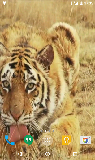 Tiger Live Wallpaper Screen 3