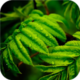 Green leaves.Live wallpaper icon