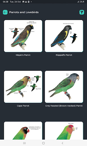 Newmans Birds Southern Africa