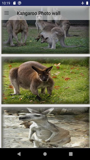 Android application Kangaroo animal wallpaper screenshort