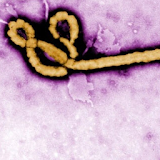 Fight Ebola icon
