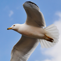 Albatross Survival Flight 2021 Free Survival Game