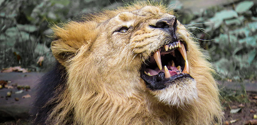 Lion Sounds Ringtones