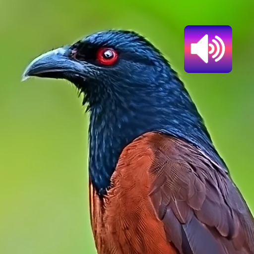 Coucal Bird: Sound & Ringtones Download on Windows