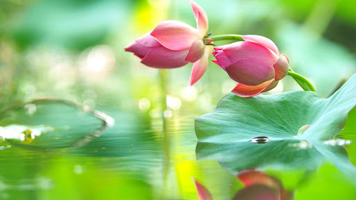 Lotus Flower Live Wallpaper Backgrounds