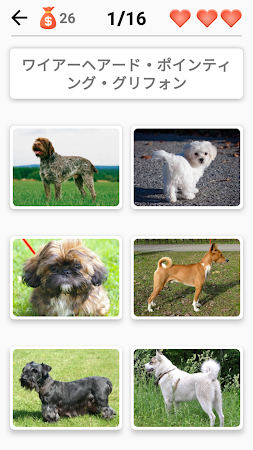 Game screenshot 犬の品種 - 犬に関するクイズ！ mod apk