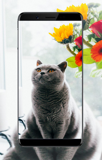 Cute Cat Wallpapers Screen 3
