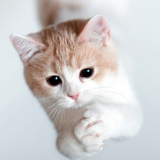 Cute Cats Wallpapers logo