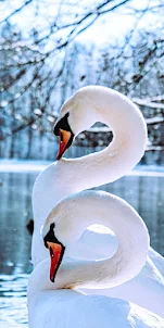 Swan Wallpaper-HD