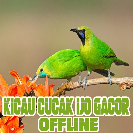 Kicau Cucak Ijo Gacor Offline