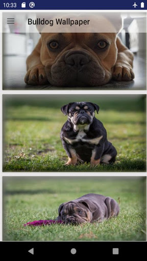 Android application Bulldog Wallpaper screenshort